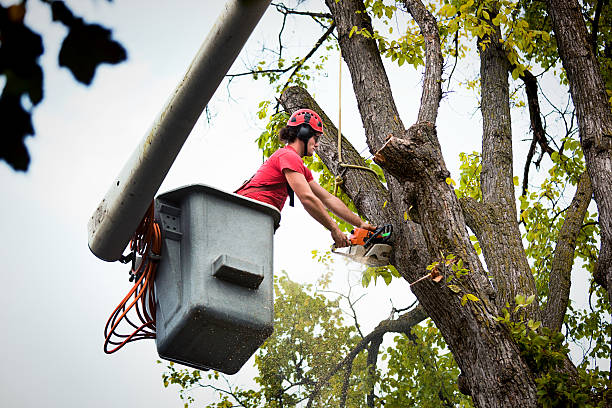 Professional Tree Care Services in Valley Hill, NC